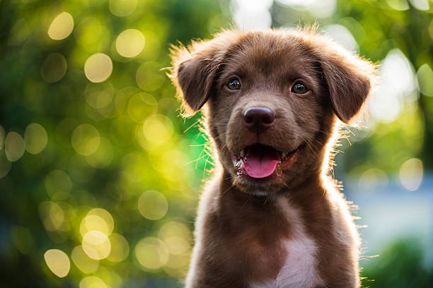 pet accident removal